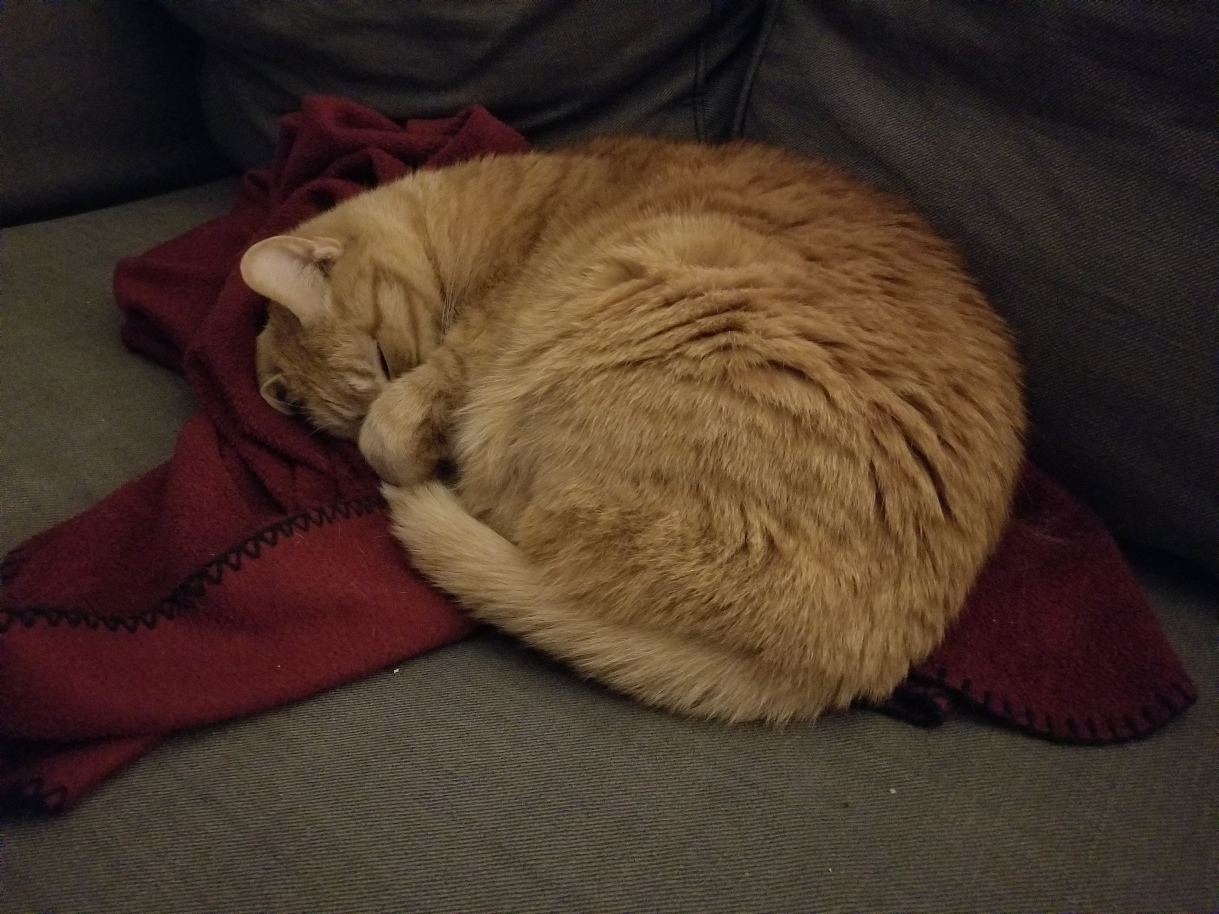 An orange tabby cat, curled up and sleeping on a sofa in a dark room.