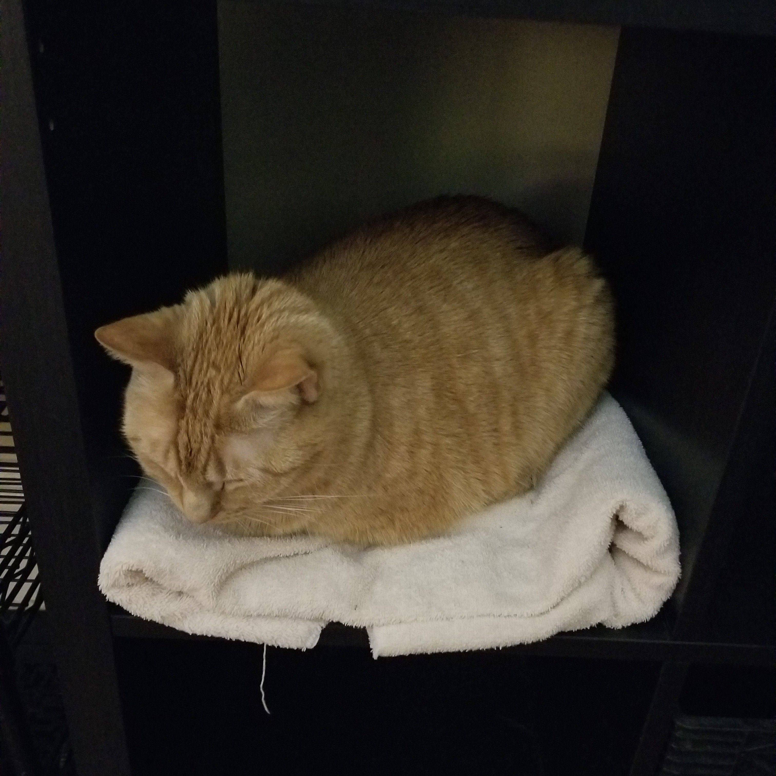 An orange tabby cat loafed in a storage compartment