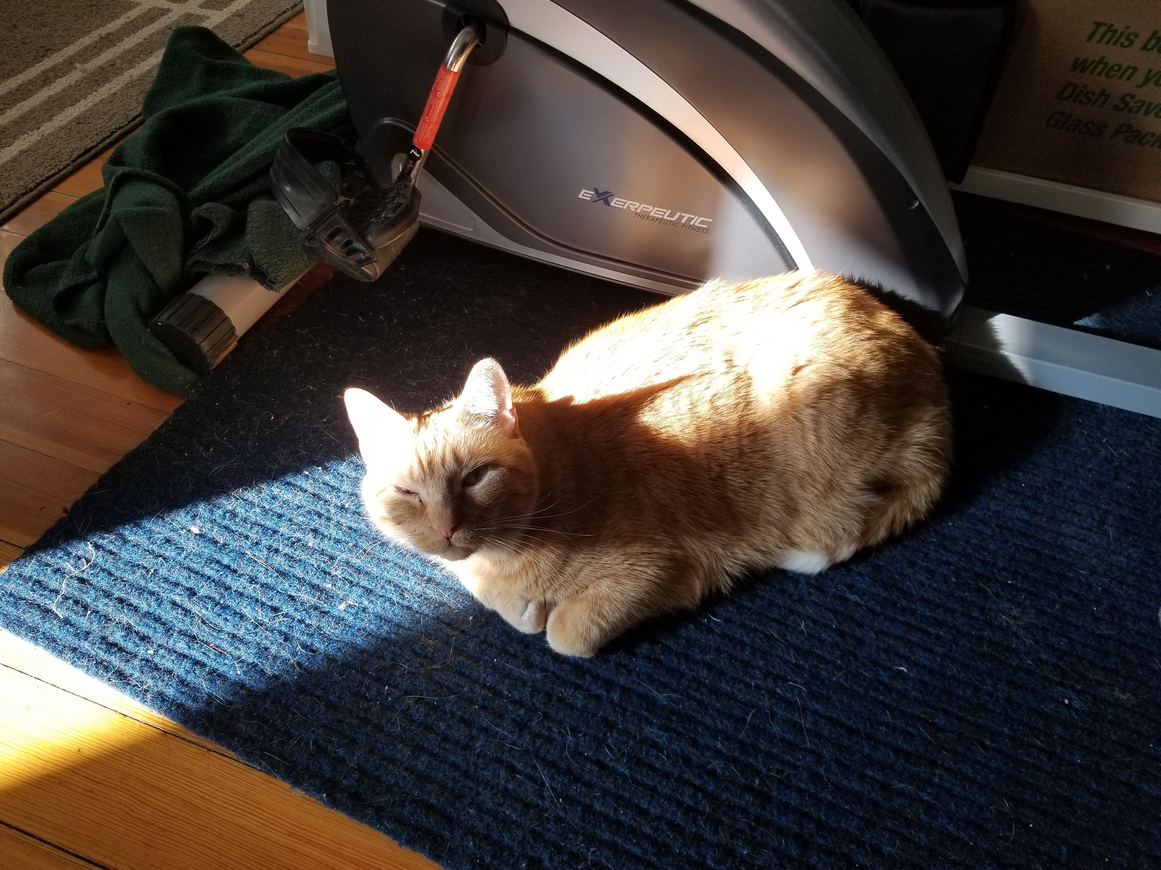 An orange tabby cat laying in a sunbeam