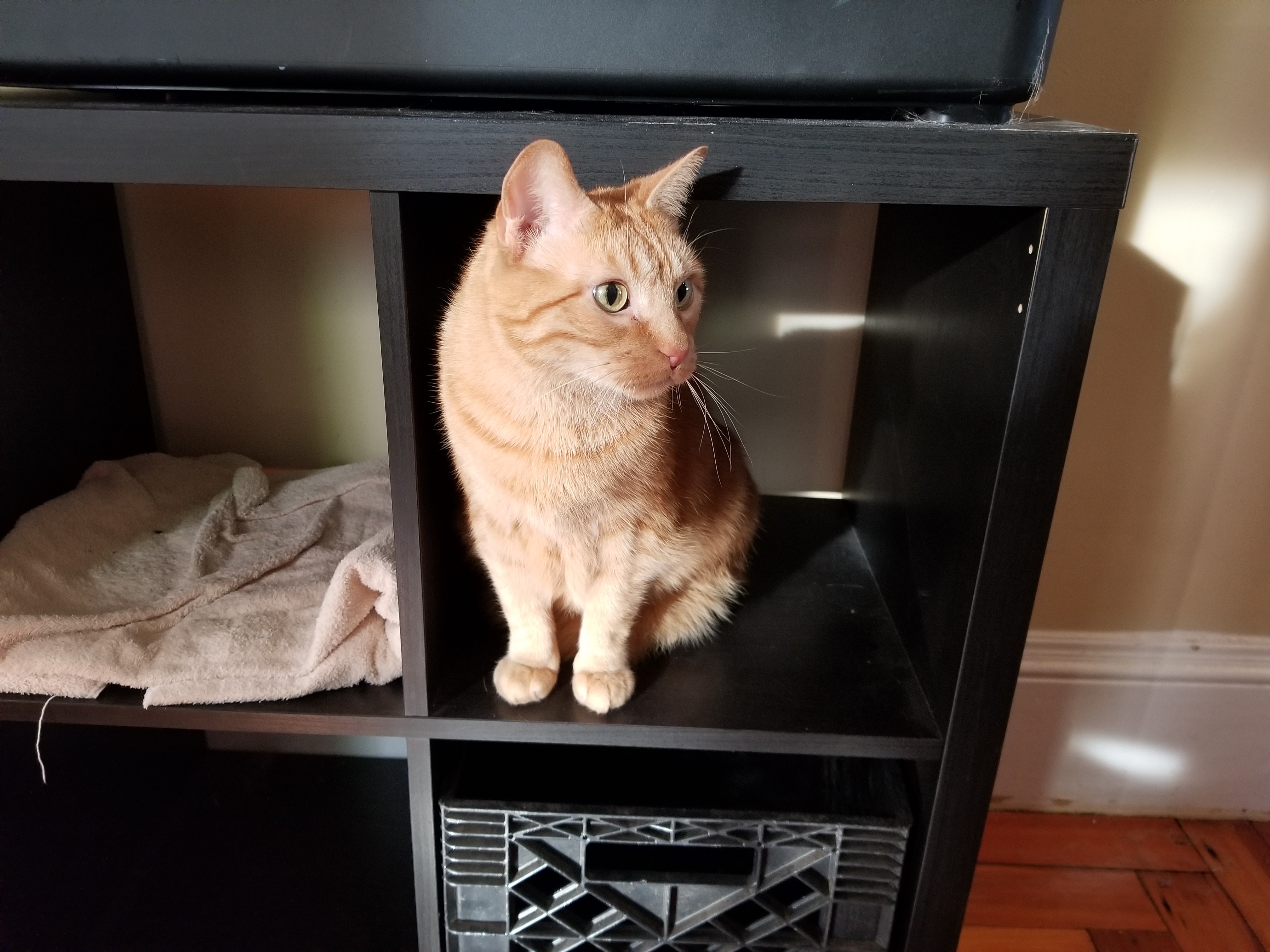 Orange tabby cat sitting in a cubby hole, not asleep