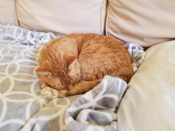 An orange tabby cat, curled up asleep on a blanket.