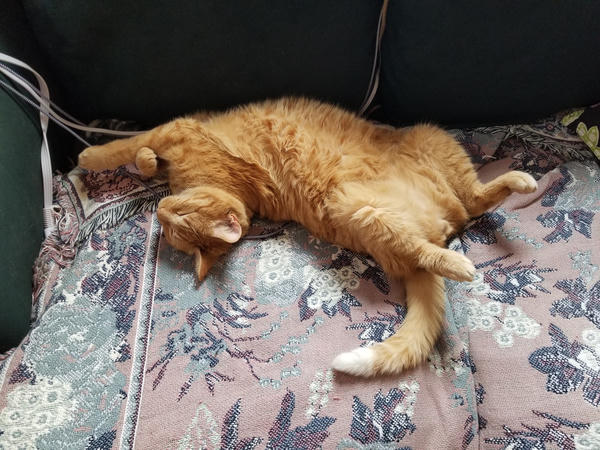 An orange tabby cat, sprawled out asleep on a blanket.