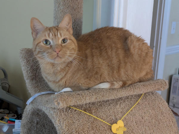 An orange tabby cat named Nigel perched on a platform on a cat tree. He's perfectly loafed with his paws under his body and his tail curled around.